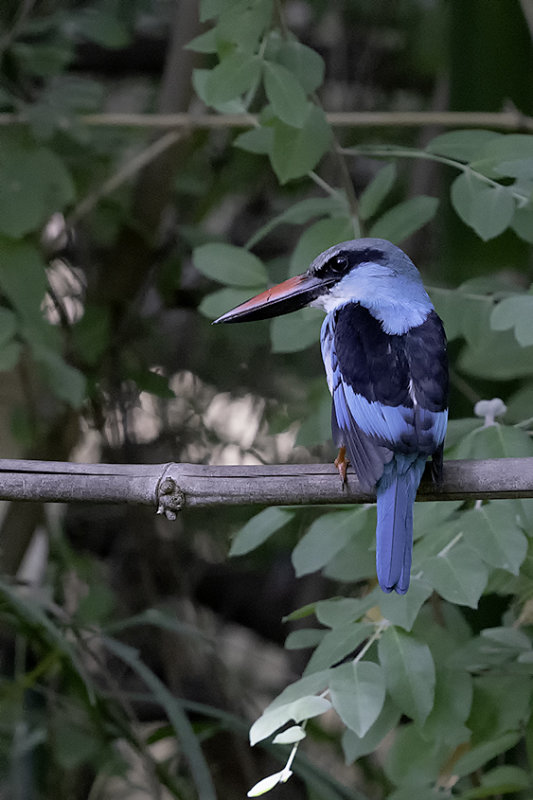 Blue-breasted Kingfisher / Teugelijsvogel