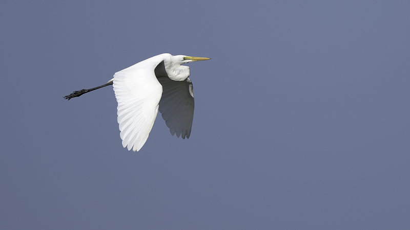 Great Egret / Grote Zilverreiger