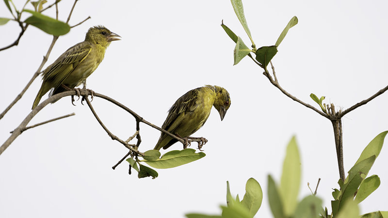 Village Weaver / Grote Textorwever