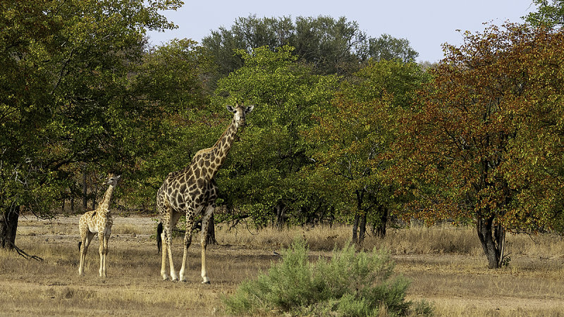 Giraffe / Giraffe
