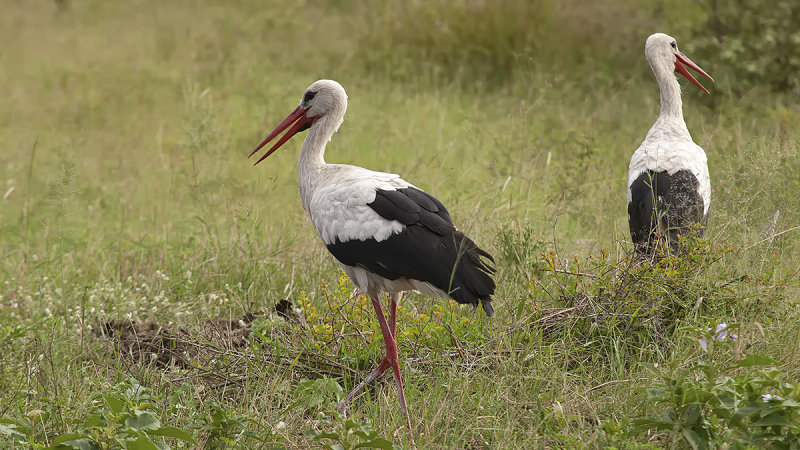 White stork / Ooievaar