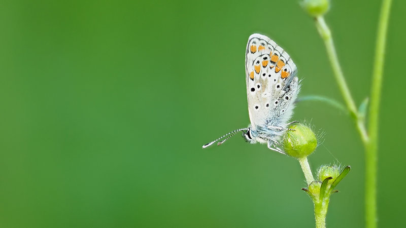 Icarusblauwtje / Polyommatus icarus