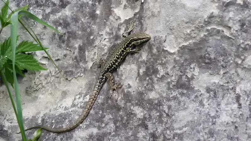 Muurhagedis / Common wall lizard