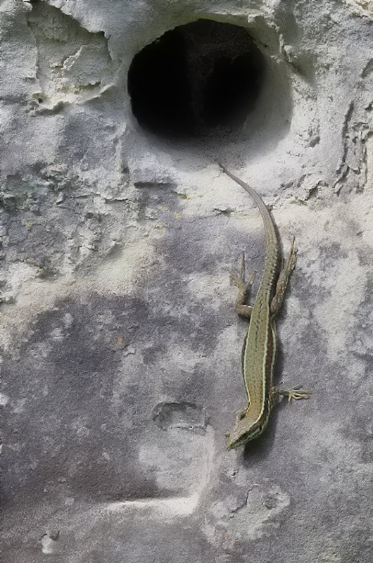 Muurhagedis / Common wall lizard