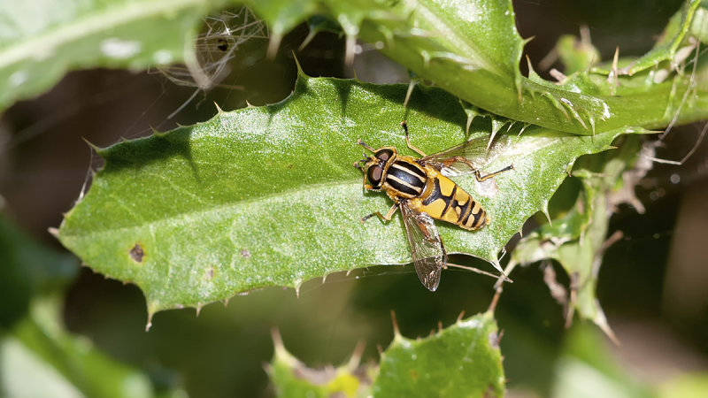 Gewone pendelvlieg / Helophilus pendulus