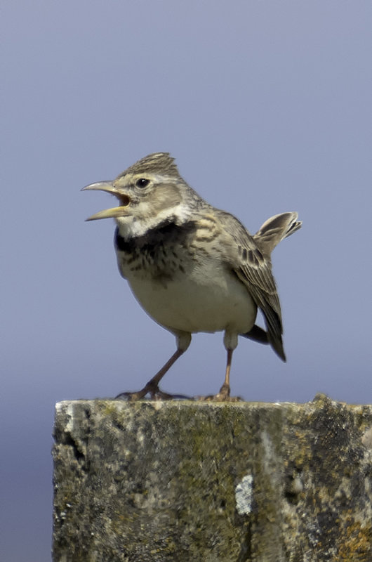 Calandra Lark / Kalanderleeuwerik