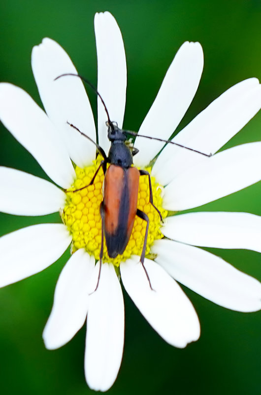 Tweekleurige smalboktor / Stenurella melanura