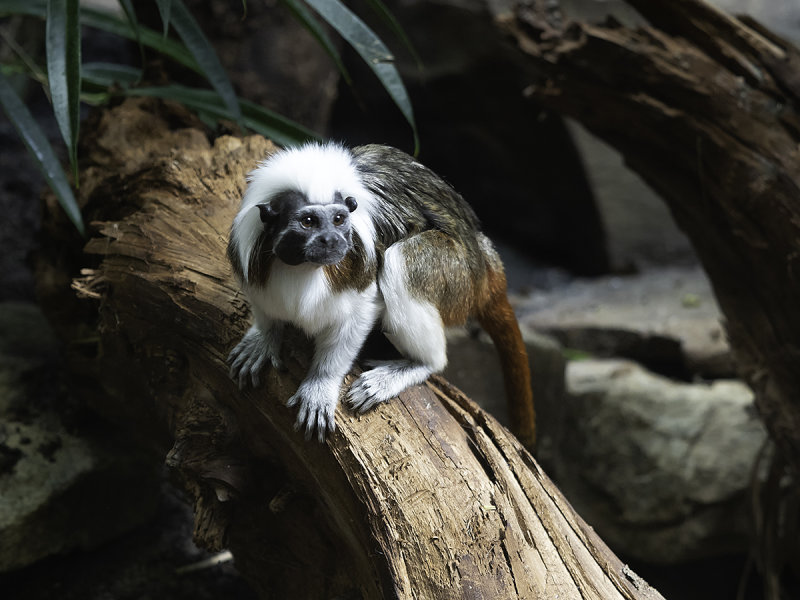 Saguinus oedipus / Pinché-aapje