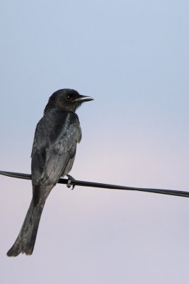 Ashy Drongo / Grijze Drongo