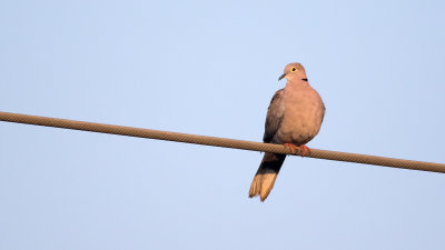 Birmese tortel duif / Burmese collared-dove