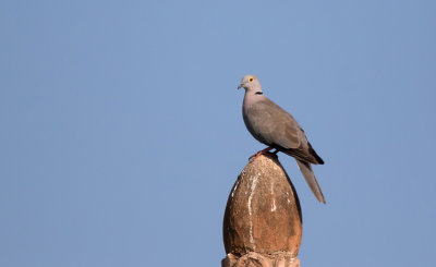 Burmese Collared-dove / Birmese Tortel Duif
