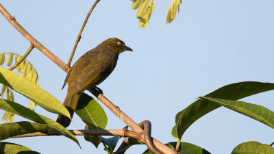 Davison's (Stripe-throated) Bulbul / Vlekkeelbuulbuul