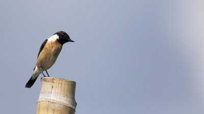 Aziatische roodborsttapuit / Eastern stonechat