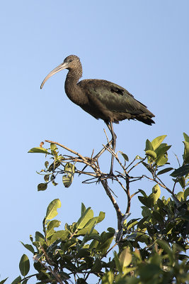 Glossy ibis / Zwarte ibis