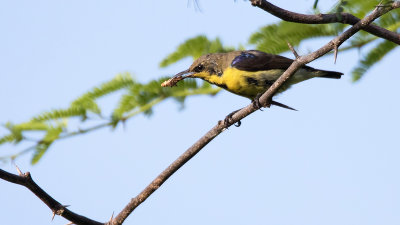 Gould's Sunbird / Goulds Honingzuiger