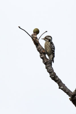 Grey-capped pygmy woodpecker.jpg