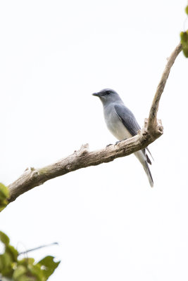 Large Cuckooshrike / Grote Rupsvogel