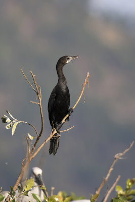 Little Cormorant / Indische Dwergaalscholver