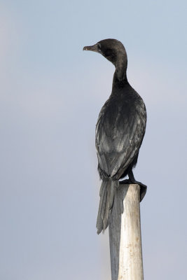 Little Cormorant / Indische Dwergaalscholver