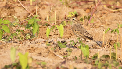 Paddyfield Pipet / Oriëntaalse Pieper