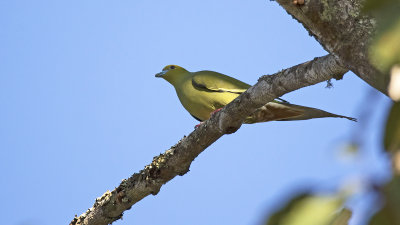 Pin-tailed Green-pigeon / Spitsstaartpapegaaiduif