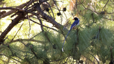 Red-billed blue magpie / Roodsnavelkitta