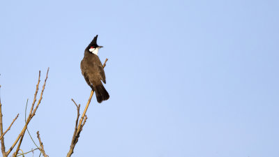 Red-whiskered Bulbul / Roodoorbuulbuul