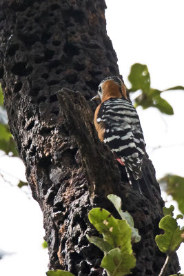 Rufous-bellied woodpecker_2.jpg