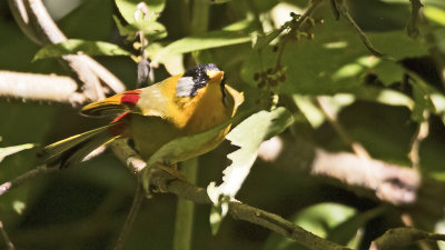 Zilveroortimalia / Silver-eared mesia