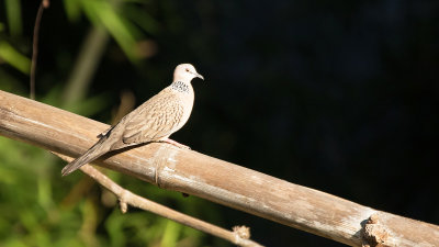 Spotted Dove / Parelhalstortel