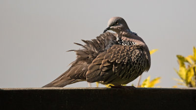 Parelhalstortel / Spotted dove