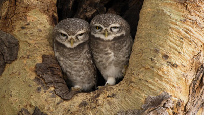 Spotted owlet / Brahmaanse steenuil