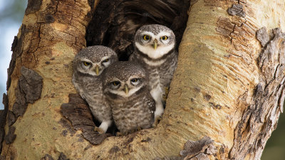 Brahmaanse steenuil / Spotted owlet