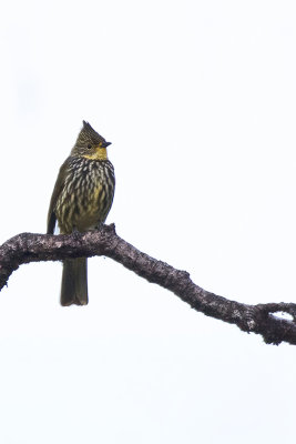 Striated Bulbul / Gestreepte Buulbuul