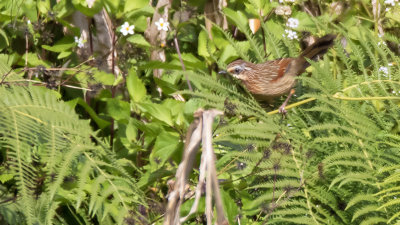 Streepkaplijstergaai / Striped laughingthrush