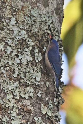 Velved-fronted nuthatch.jpg