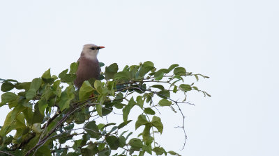 Jerdons spreeuw / Vinous-breasted myna