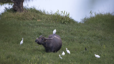 Water Buffalo / Waterbuffel
