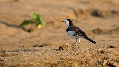 White Waigtail Leucopsic / Witte Kwikstaart Leucopsic