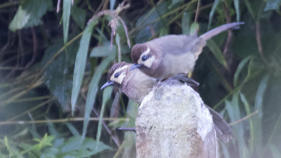 Swinhoes lijstergaai / White-browed laughingthrush