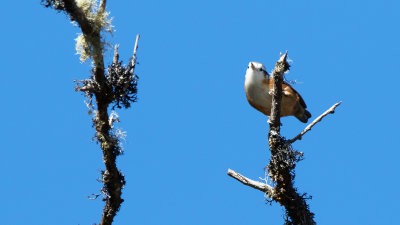 White-browed nuthatch / Witbrauwboomklever