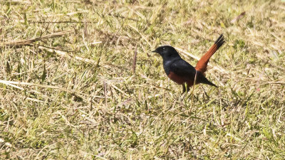 Rivierroodstaart / White-capped water-redstart