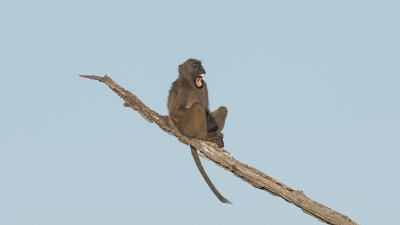 Chacma Baboon / Beerbaviaan