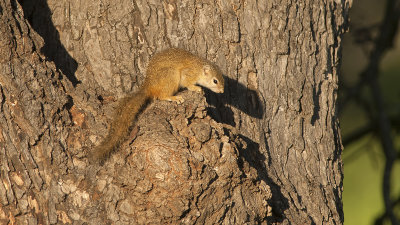 Tree Squirrel / Afrikaanse boomeekhoorn