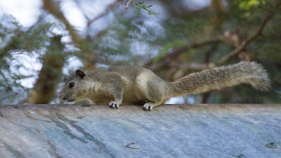 Irrawaddy eekhoorn / Irrawaddy squirrel