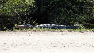 Alligator / Alligator.jpg