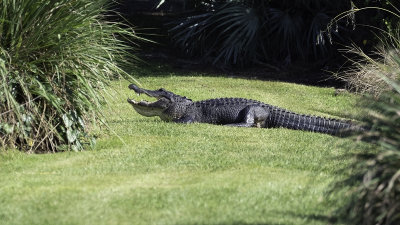 Alligator / Alligator.jpg