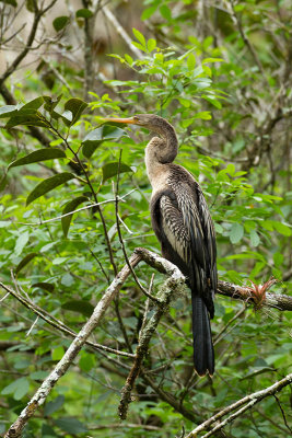 Anhinga / Amerikaanse Slangenhalsvogel