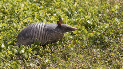 Gordeldier / Armadillo