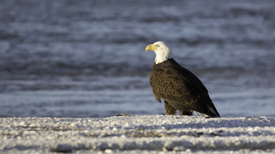 Bald Eagle / Amerikaanse Zeearend